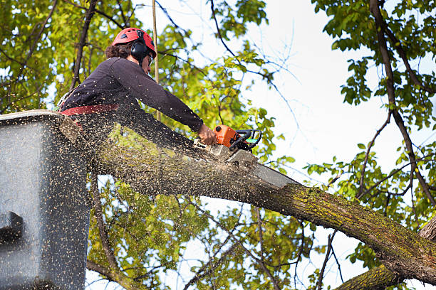 Sand Ridge, NY Tree Care Services Company